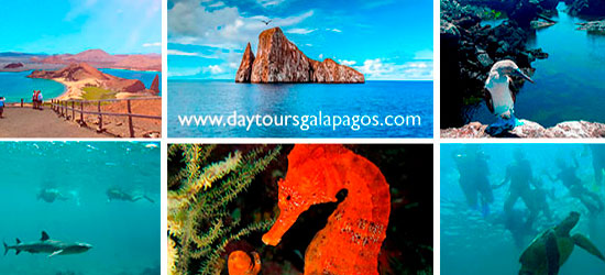 Tours diarios en Galápagos